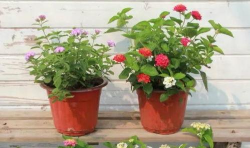 唐山吃瓜爆料视频最新版,揭秘事件真相与幕后黑幕  第2张